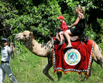 Camel Ride