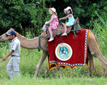 Camel Ride