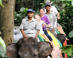 Elephant Back Safari