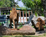Bali Safari Marine Park